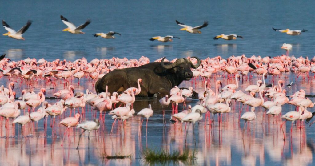 8 lugares para observar a incrível vida selvagem do Quênia 2 Lake Nakuru National Park, Kenya