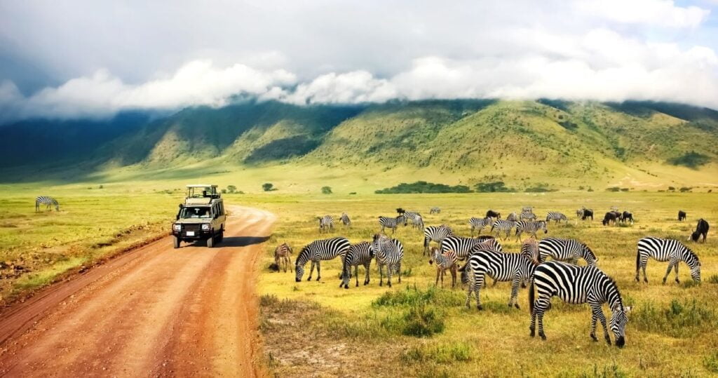 10 dicas de primeira viagem para um safári na Tanzânia 2 a safari in tanzania watching zebras