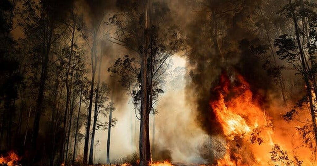 20 fotos devastadoras dos incêndios na Austrália (que decepcionariam Greta Thunberg) 20 fire-in-trees-australia
