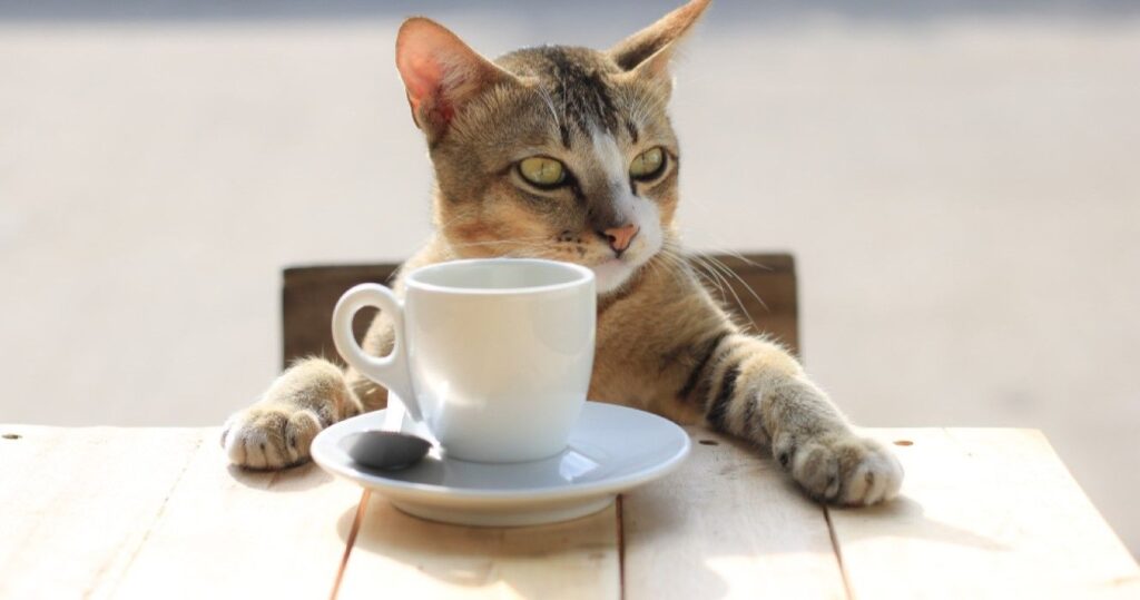 Cats & Coffee: visite NEKO em Seattle para carinhos de gatinhos 2 Cat drinking coffee