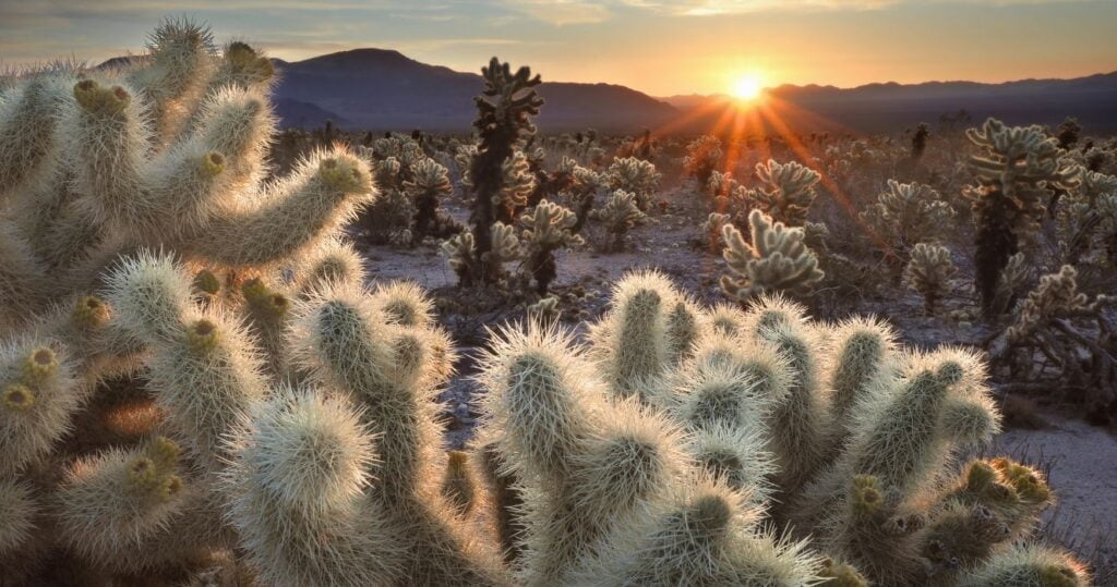 Estas são as melhores caminhadas pelo Parque Nacional Joshua Tree 15 sunset in joshua tree national park