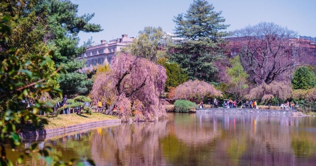 weeping willows at the brooklyn botanical garden