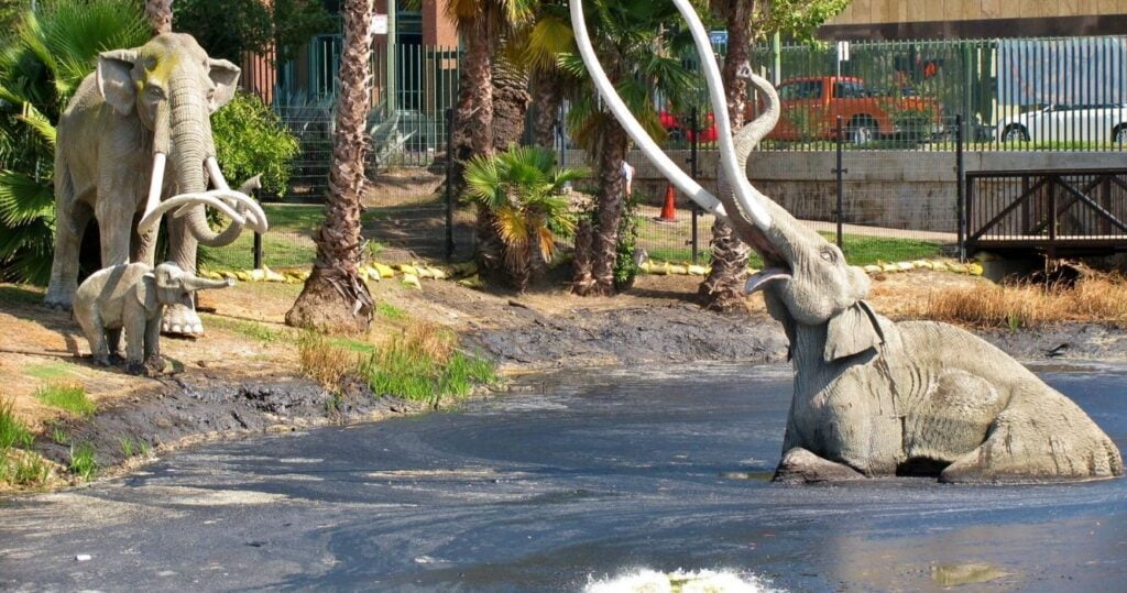 Poços de alcatrão de La Brea: veja fósseis da era do gelo no centro de Los Angeles 1 a display of a mammoth stuck in the lake at the la brea tar pits