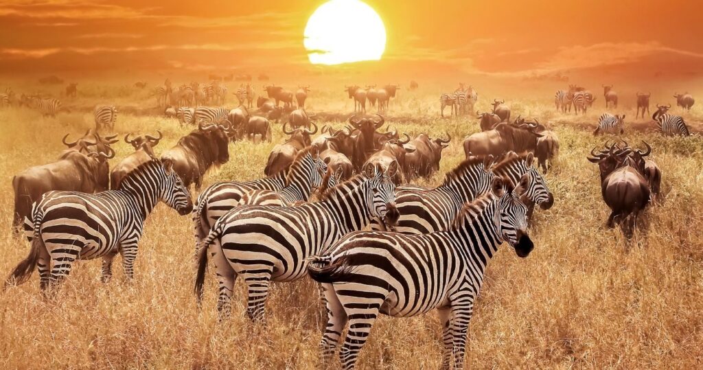 zebras and wildebeests in serengeti national park