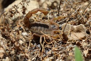 Dedetização Contra Escorpião
